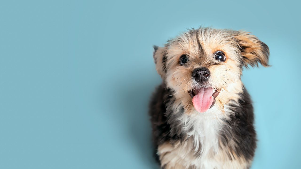 Morkie Puppy Smiling