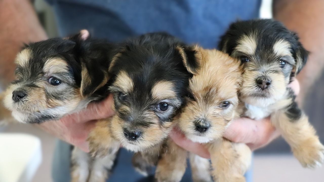 F1 Morkies for Sale - Litter of Four Born April 28, 2023