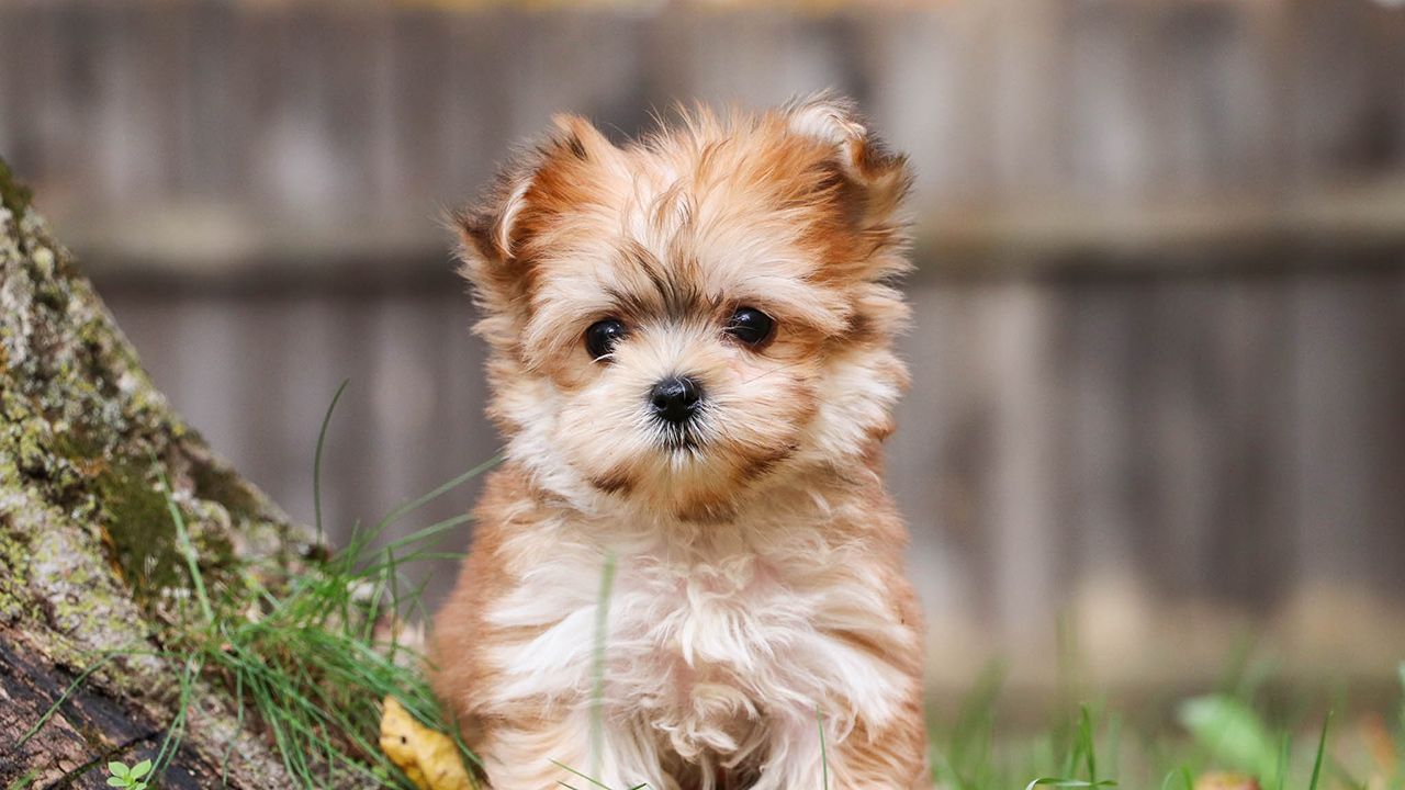 Tiny Morkie Pup