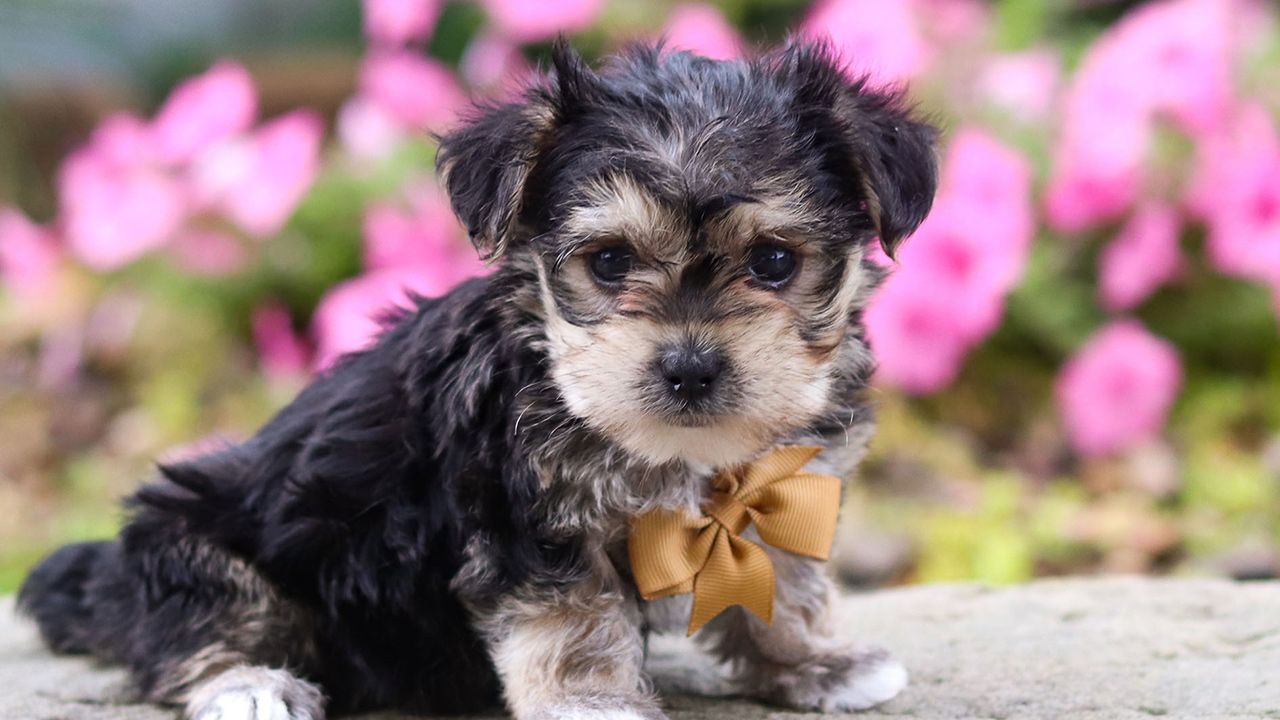 Male Morkie Pup - Teddy