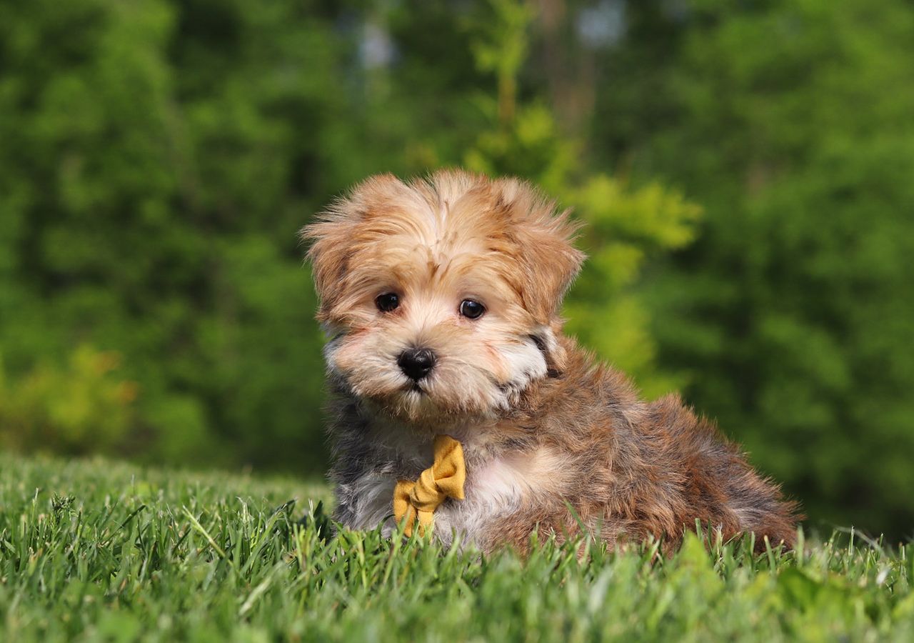 Morkie Pup Pippin