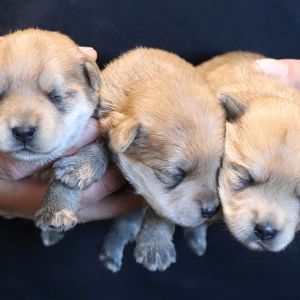 Yorkshire Terrier Mix Puppies