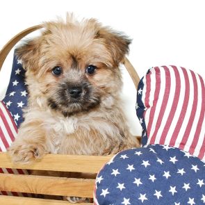 Morkie Pup with Flag