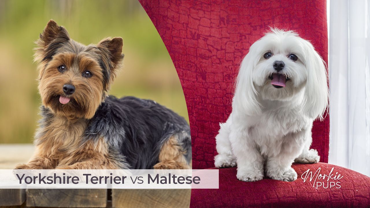 Yorkshire Terrier (Yorkie) vs Maltese
