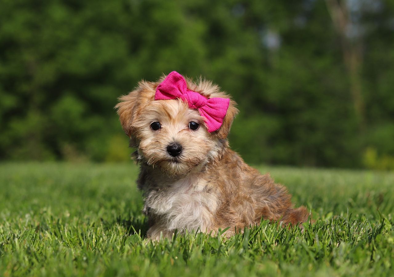 Morkie Pup Rosie