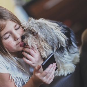 Morkie Puppy with Girl