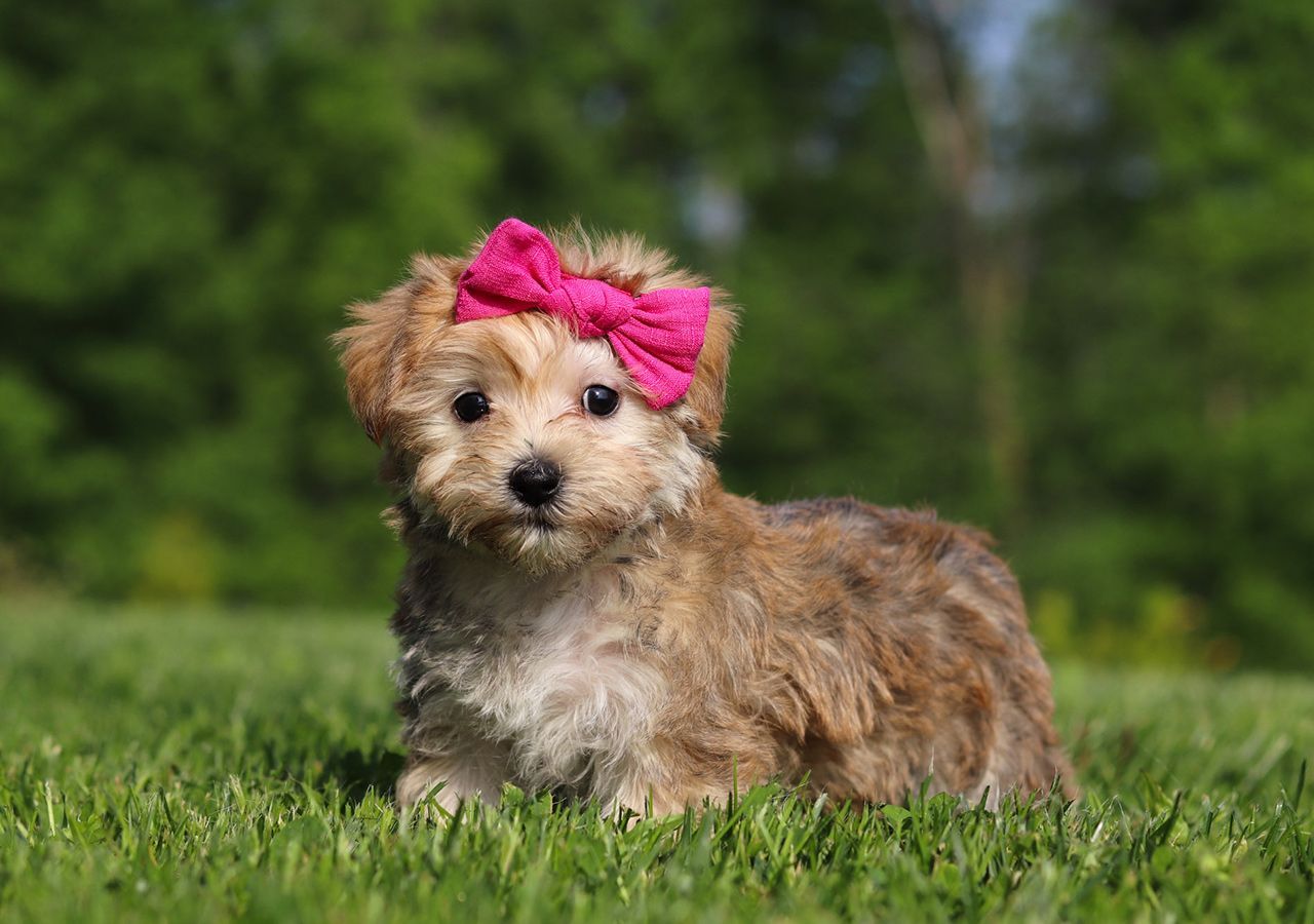 Morkie Pup Rosie