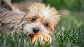 Morkie Chewing on a Ball