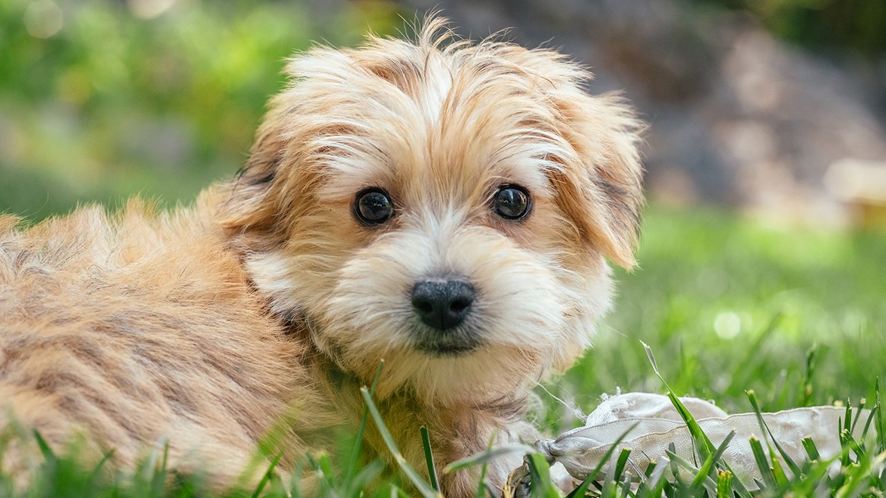 Beautiful Morkie Pup