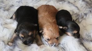 Newborn Morkie Puppies