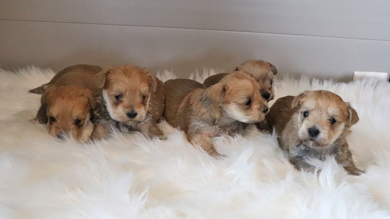 Morkie Litter of Five - Born March 30, 2023