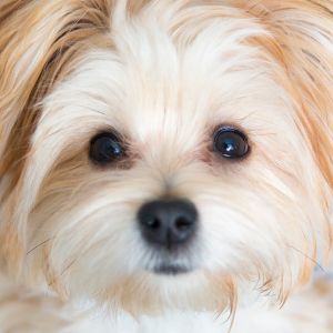 Adorable Morkie Pup