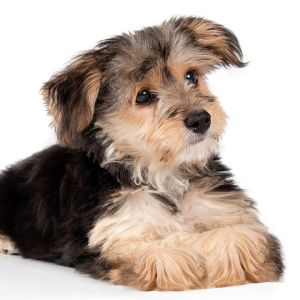Morkie Pup with Cocked Head