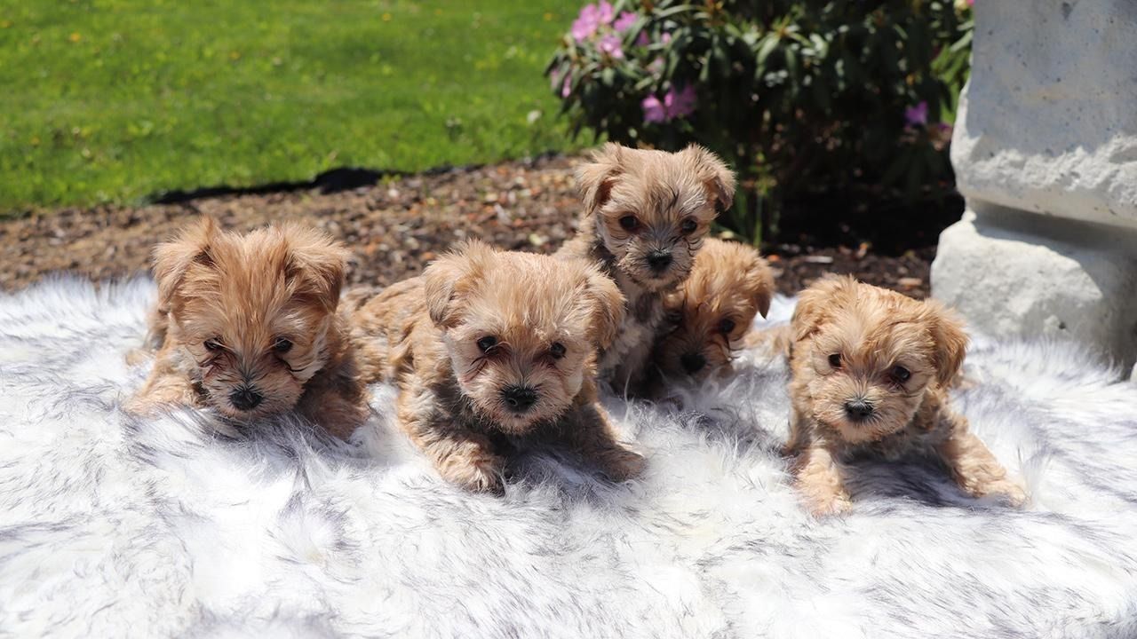 F1 Morkies for Sale - Litter of Five Born March 30, 2023