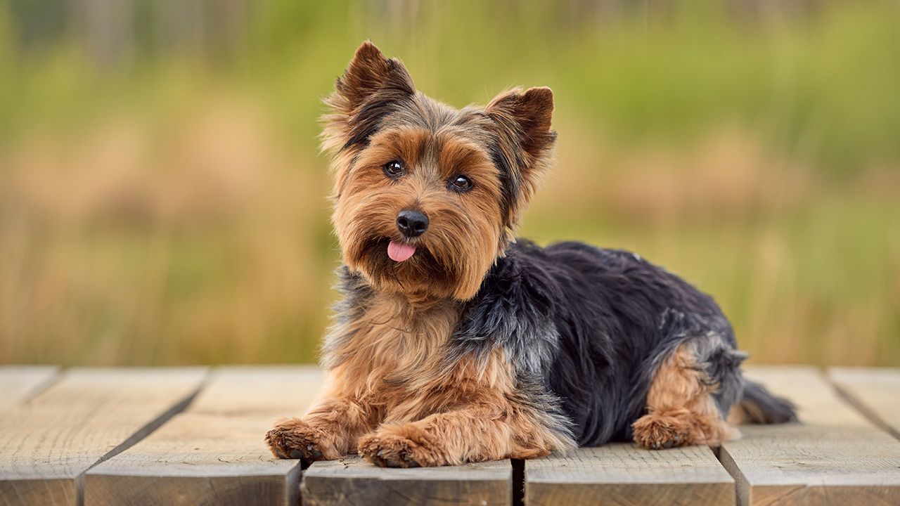 What is a Yorkshire Terrier