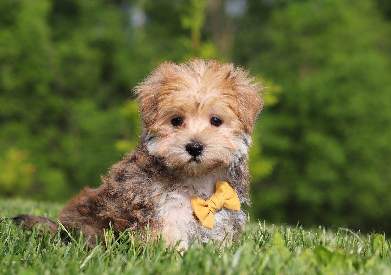Morkie Pup Pippin