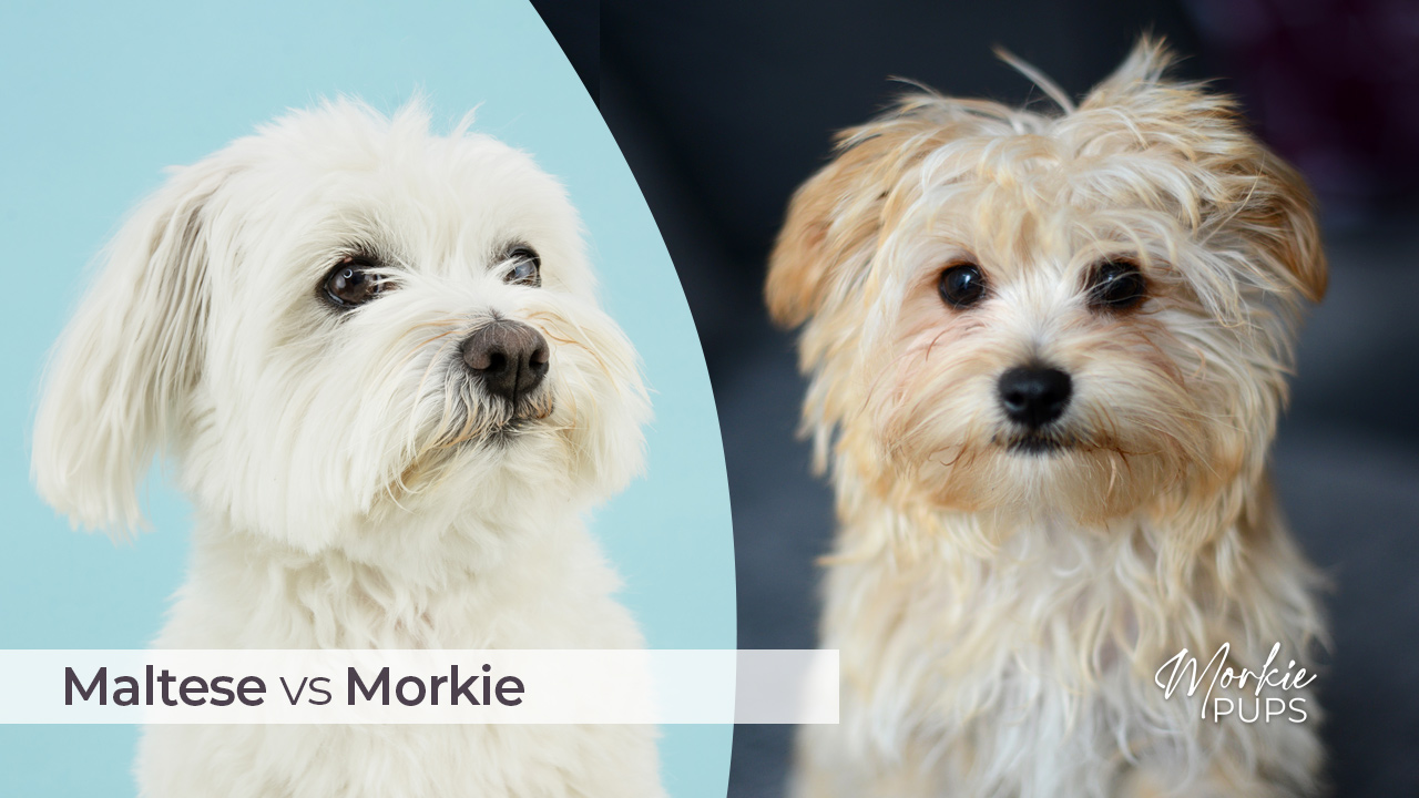Maltese vs Morkie