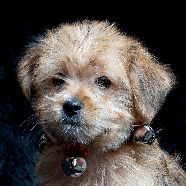 Choose a Morkie Puppy