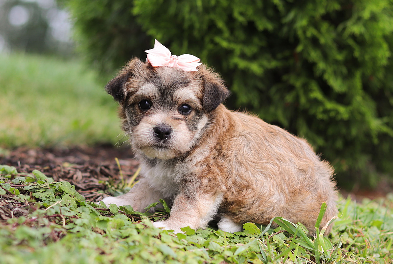 Female Morkie Pup - Star