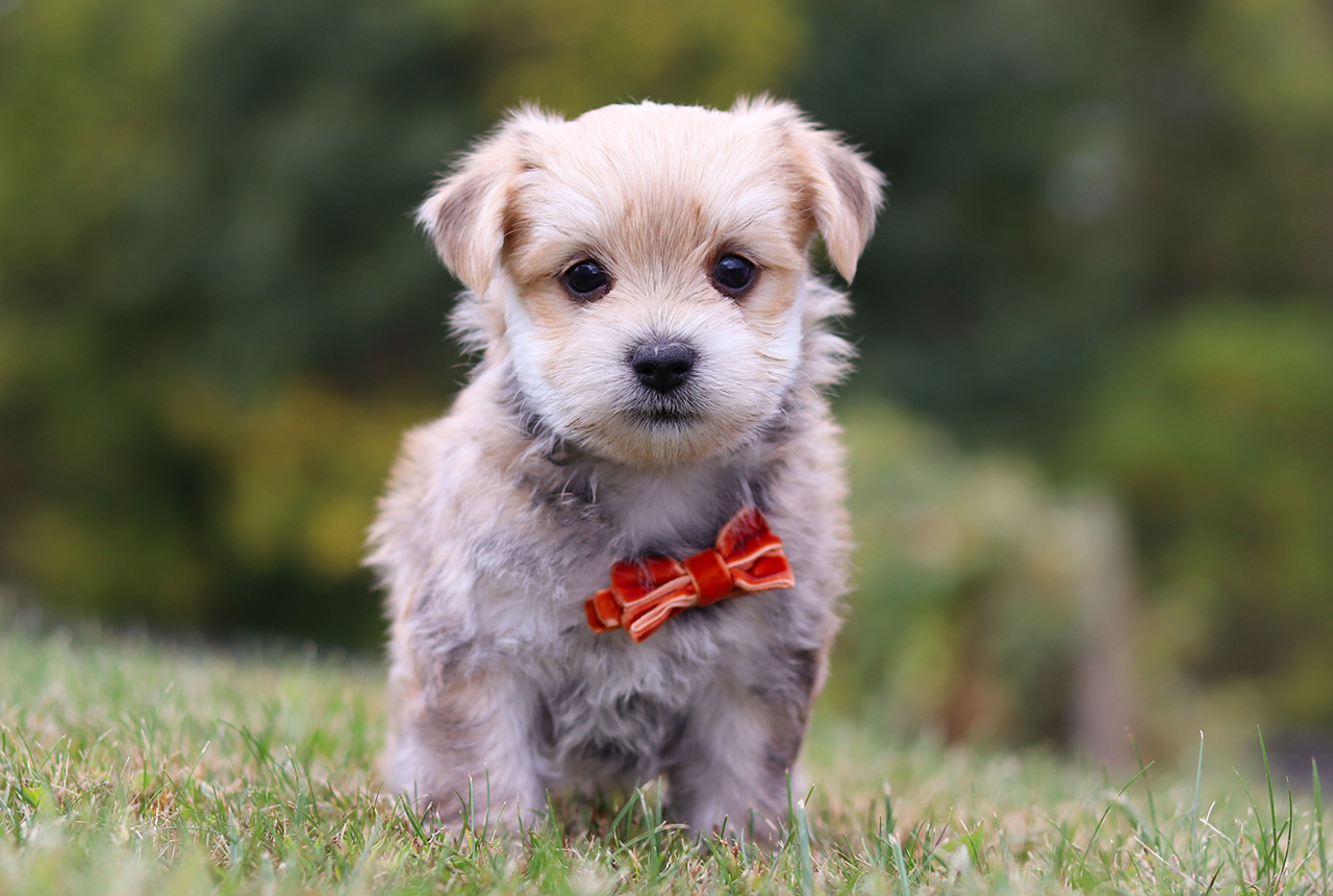 Male Morkie Pup - Rover